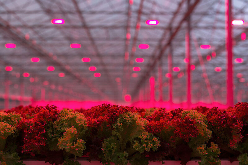 用光解码植物生长密码
